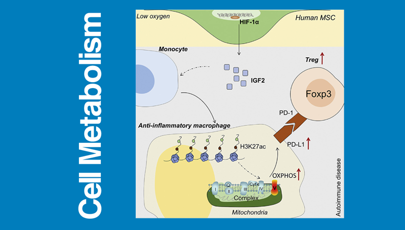 時(shí)玉舫/王瑩研究組發(fā)現(xiàn)間充質(zhì)干細(xì)胞治療自身免疫性疾病新機(jī)制