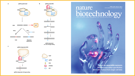 楊力研究組發(fā)表“新聞與視角”論文提出基因編輯領(lǐng)域發(fā)展新方向