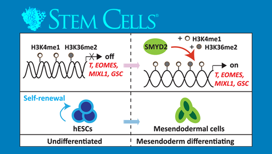 楊黃恬研究組揭示組蛋白甲基轉(zhuǎn)移酶SMYD2在調(diào)控人胚胎干細(xì)胞向中內(nèi)胚層分化過程中的新作用和機(jī)制