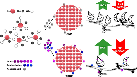 武愛波研究組在真菌毒素污染控制研究方面取得進(jìn)展
