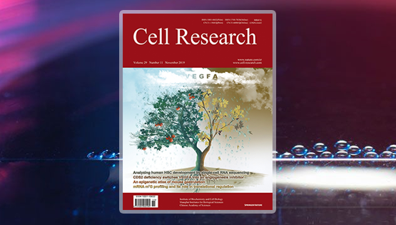 潘巍峻研究組發(fā)現(xiàn)VEGFA信號(hào)通路在血管穩(wěn)態(tài)調(diào)控過程中的兩面性