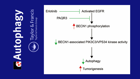 陳雁研究組發(fā)現(xiàn)自噬調(diào)控肺癌細(xì)胞生長新機(jī)制