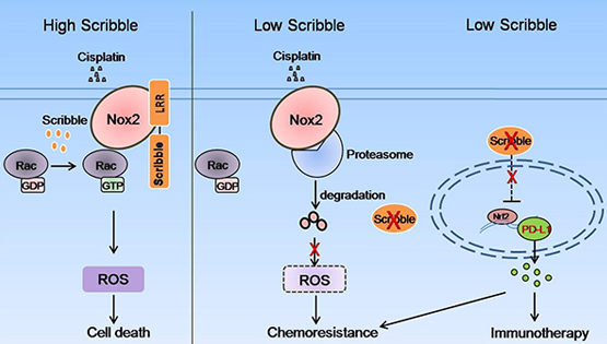 詹麗杏研究組發(fā)現(xiàn)極性蛋白Scribble促進(jìn)非小細(xì)胞肺癌順鉑敏感性的新機(jī)制