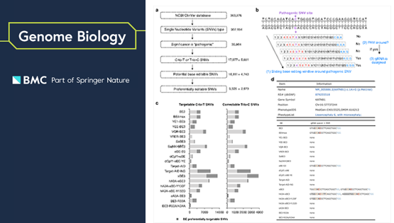 楊力研究組系統(tǒng)揭示堿基編輯器的效能差異并構(gòu)建可編輯致病突變數(shù)據(jù)庫(kù)