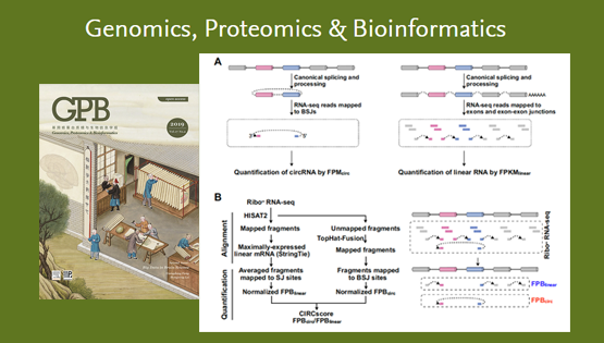 楊力研究組發(fā)布環(huán)形RNA與線性RNA定量比較新方法-CLEAR