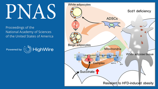 PNAS│時(shí)玉舫/王瑩研究組發(fā)現(xiàn)脂肪前體細(xì)胞分化命運(yùn)的重要調(diào)控機(jī)制