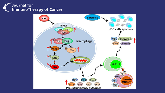 王慧研究組揭示中藥復(fù)方苦參注射液增敏索拉菲尼治療肝癌新機制
