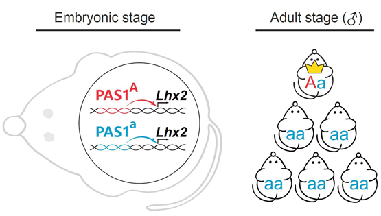 李海鵬研究組揭示PAS1-<em>Lhx2</em> 決定動物社會階層形成的機制