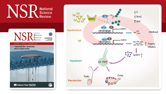 李亦學(xué)研究組合作發(fā)現(xiàn)泛素信號調(diào)控哺乳動物青春期發(fā)育起始表觀遺傳學(xué)機制以及中樞性性早熟發(fā)病機理