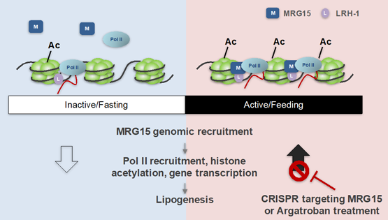 丁秋蓉研究組發(fā)現(xiàn)節(jié)律性調(diào)控染色質(zhì)重塑和脂代謝基因表達(dá)的分子開關(guān)