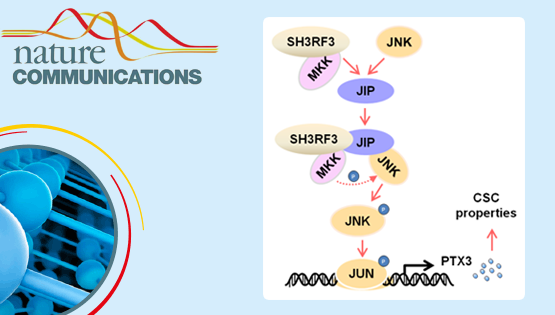 胡國宏研究組發(fā)現(xiàn)乳腺癌腫瘤干細(xì)胞調(diào)控新機(jī)制