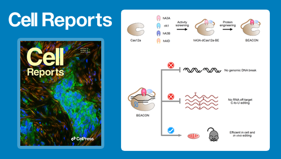 楊力研究組合作開發(fā)高效安全的單堿基編輯新系統(tǒng)