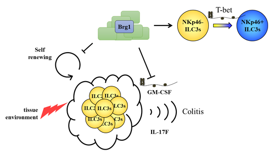 邱菊研究組合作發(fā)現(xiàn)3型天然淋巴細(xì)胞表觀遺傳學(xué)調(diào)控新機(jī)制