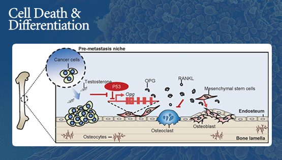 王瑩、時玉舫研究組合作發(fā)現(xiàn)p53通過調(diào)控OPG影響間充質(zhì)干細(xì)胞成骨分化以及腫瘤相關(guān)骨骼重塑的新機(jī)制