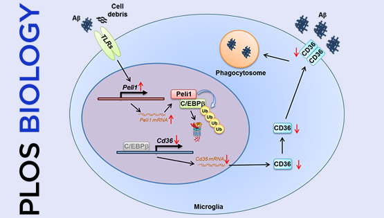 肖意傳研究組合作發(fā)現(xiàn)Peli1調控小膠質細胞吞噬功能與AD病理的新機制