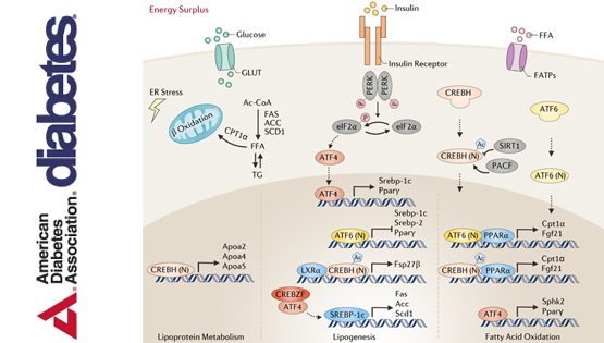 李于研究組發(fā)表轉(zhuǎn)錄因子ATF/CREB蛋白家族調(diào)控肝臟糖脂代謝與細(xì)胞生長的綜述論文