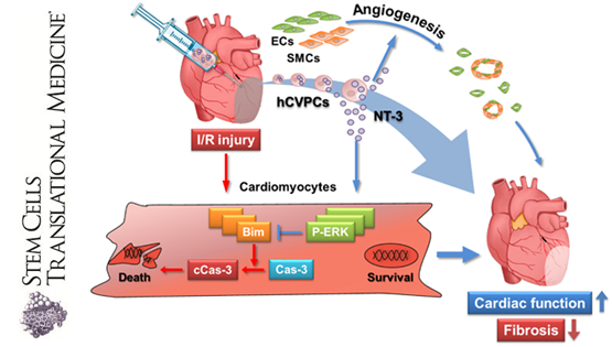 楊黃恬團(tuán)隊(duì)揭示人胚胎干細(xì)胞源心血管前體細(xì)胞及其分泌因子促進(jìn)缺血/再灌損傷心肌修復(fù)的新機(jī)制