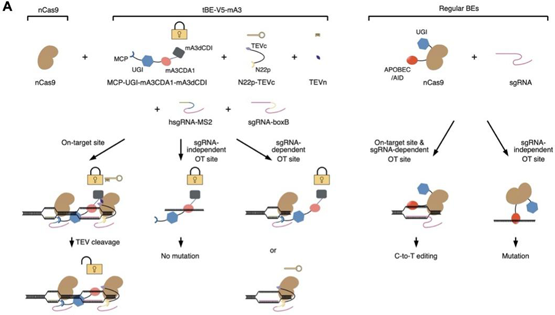 營養(yǎng)與健康所楊力研究組合作開發(fā)高精準的變形式堿基編輯新系統(tǒng)