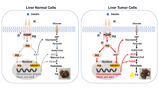 營養(yǎng)與健康所尹慧勇研究組發(fā)現(xiàn)果糖-1,6-二磷酸醛縮酶B調(diào)控胰島素受體信號通路新機(jī)制