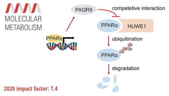 營養(yǎng)與健康所陳雁研究組發(fā)現(xiàn)饑餓誘導(dǎo)酮體生成的新型調(diào)控機(jī)制