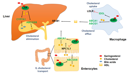 營養(yǎng)與健康研究所應(yīng)浩研究組合作發(fā)現(xiàn)馬尾藻甾醇緩解動(dòng)脈粥樣硬化及其潛在作用機(jī)制
