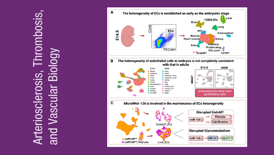 營養(yǎng)與健康所荊清研究組揭示血管內(nèi)皮細胞時空異質(zhì)性和MicroRNA-126維持內(nèi)皮細胞異質(zhì)性穩(wěn)態(tài)的作用機制