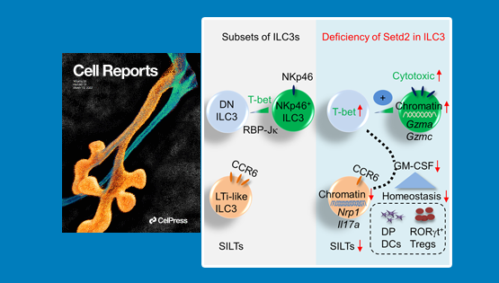營養(yǎng)與健康所邱菊組合作發(fā)現(xiàn)Setd2對3型天然淋巴細胞和腸道免疫的調(diào)控作用