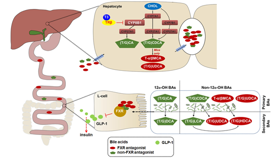 營(yíng)養(yǎng)與健康所應(yīng)浩研究組合作報(bào)道甲狀腺激素通過膽汁酸促進(jìn)GLP-1分泌從而調(diào)控血糖穩(wěn)態(tài)的新機(jī)制
