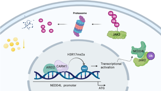 營(yíng)養(yǎng)與健康所謝東研究組揭示ARID2調(diào)控肝臟脂質(zhì)穩(wěn)態(tài)的新機(jī)制