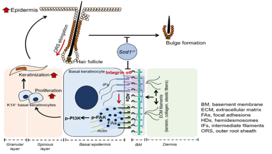營(yíng)養(yǎng)與健康所王瑩研究組發(fā)現(xiàn)脂肪酸代謝調(diào)控毛囊干細(xì)胞微環(huán)境形成的新機(jī)制