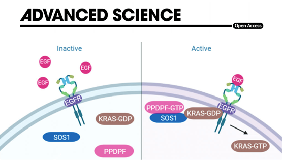 營(yíng)養(yǎng)與健康所謝東研究組揭示PPDPF調(diào)控胰腺導(dǎo)管腺癌的新機(jī)制