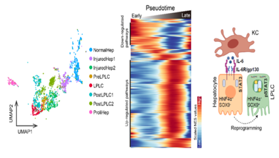 營(yíng)養(yǎng)與健康所李虹研究組合作挖掘單細(xì)胞圖譜發(fā)現(xiàn)巨噬細(xì)胞調(diào)控肝細(xì)胞去分化的機(jī)制