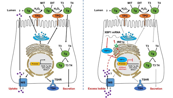 營(yíng)養(yǎng)與健康所應(yīng)浩研究組發(fā)現(xiàn)碘過(guò)量抑制甲狀腺激素合成的新機(jī)制