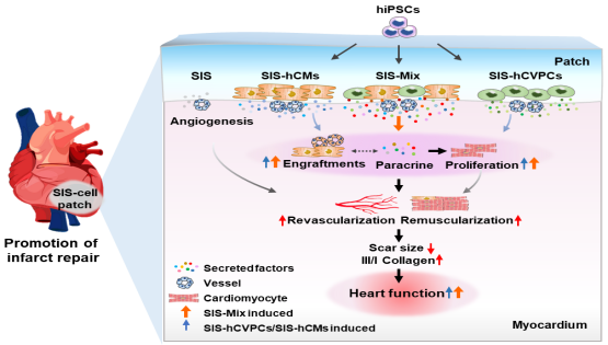 營養(yǎng)與健康所楊黃恬研究組合作發(fā)現(xiàn)人多能干細(xì)胞衍生心臟譜系組合細(xì)胞構(gòu)建的心肌補(bǔ)片可促進(jìn)梗死心臟長期修復(fù)和心肌再生
