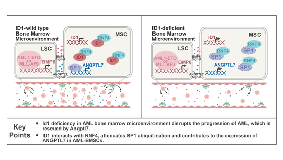 營養(yǎng)與健康所王蘭研究組揭示骨髓微環(huán)境中ID1調(diào)控急性髓系白血病起始與進(jìn)展的新機(jī)制