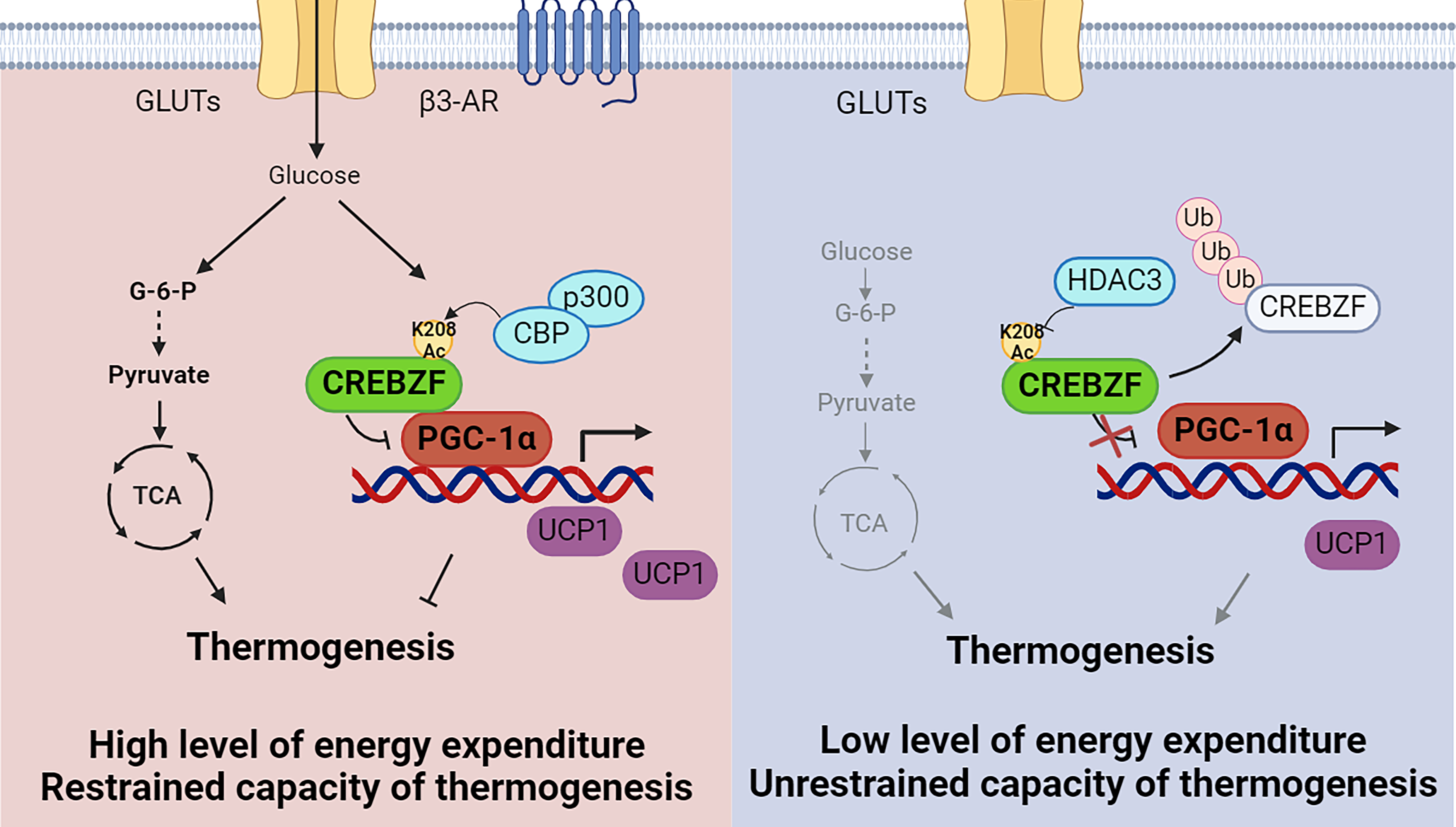 營(yíng)養(yǎng)與健康所李于研究組合作發(fā)現(xiàn)脂肪細(xì)胞葡萄糖感應(yīng)調(diào)節(jié)能量代謝的新機(jī)制