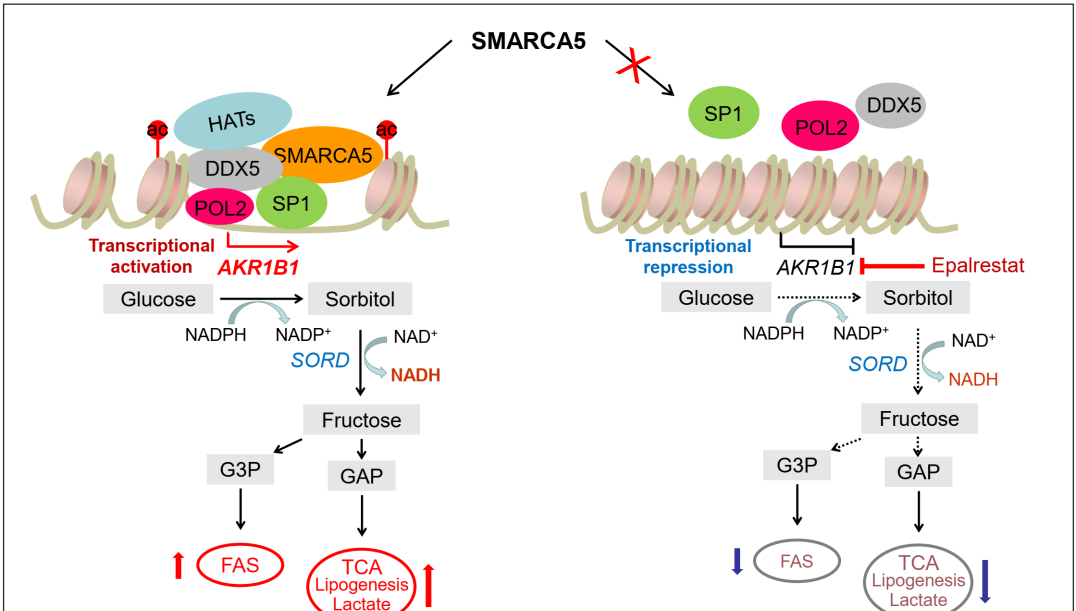 營養(yǎng)與健康所王蘭研究組發(fā)現(xiàn)SMARCA5蛋白促進急性髓系白血?。ˋML）的發(fā)生發(fā)展機制