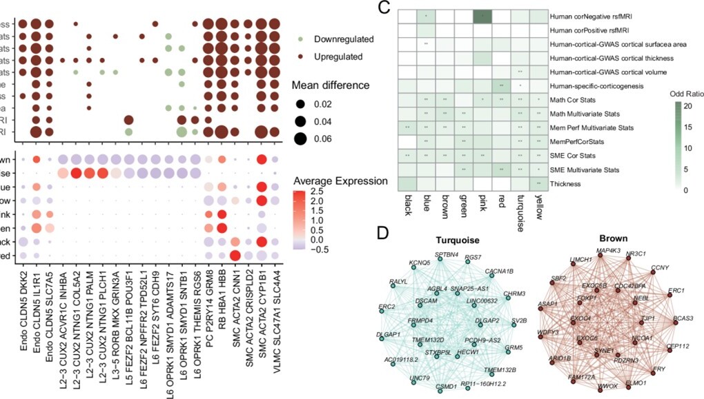 營養(yǎng)與健康所王光中研究組發(fā)現(xiàn)與學習障礙和情景記憶活動有關(guān)的人腦特異細胞群