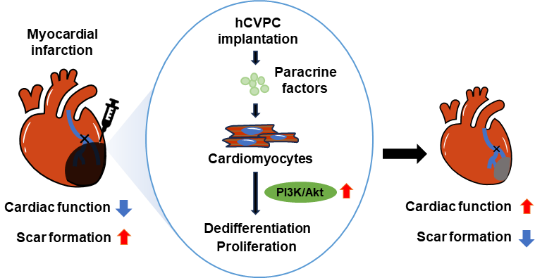 營養(yǎng)與健康所楊黃恬研究組揭示人多能干細胞分化的心血管祖細胞激活成年心肌細胞增殖活性