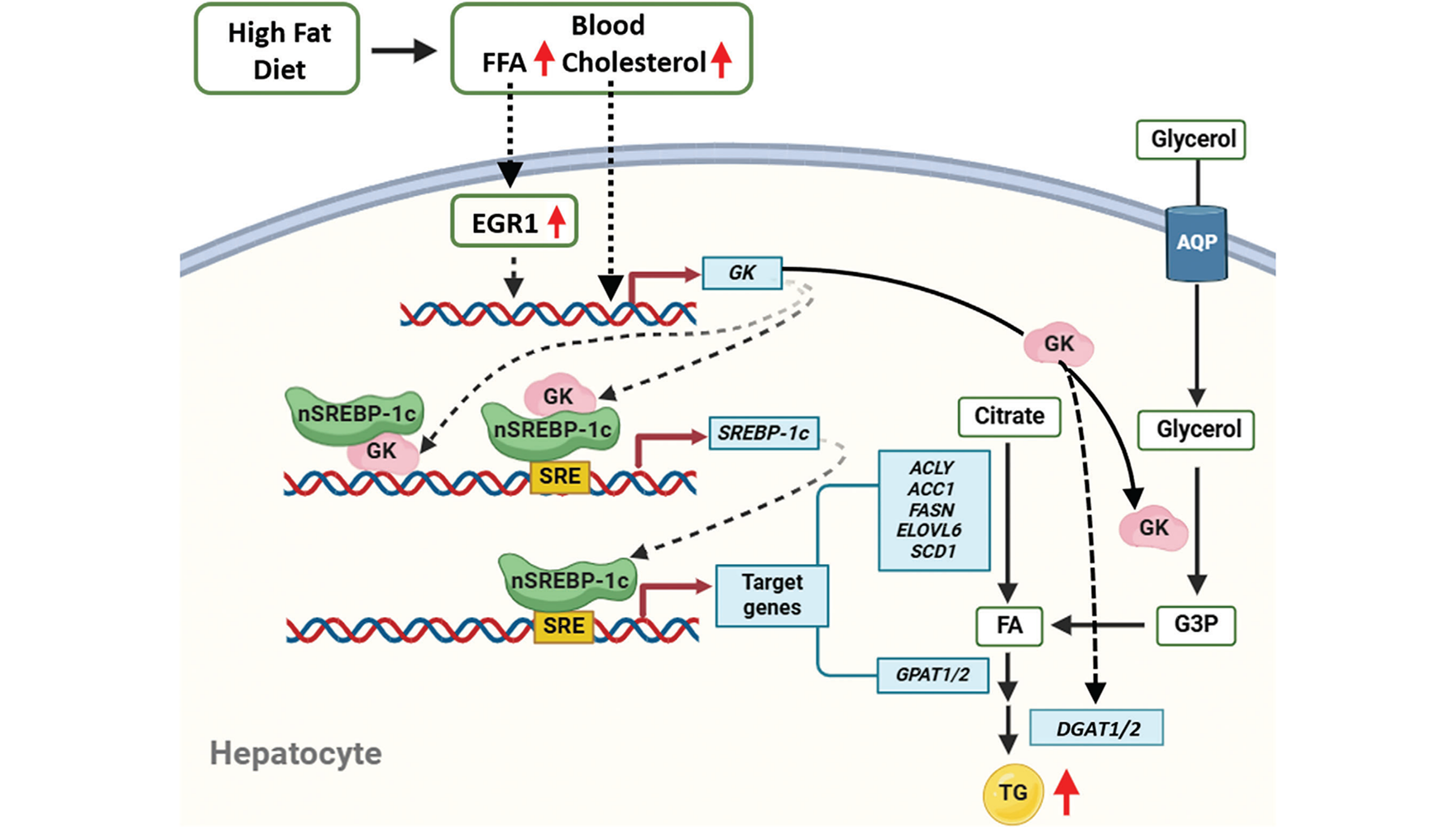 營養(yǎng)與健康所樂穎影研究組揭示非酒精性脂肪肝中脂質(zhì)合成增加的新機制