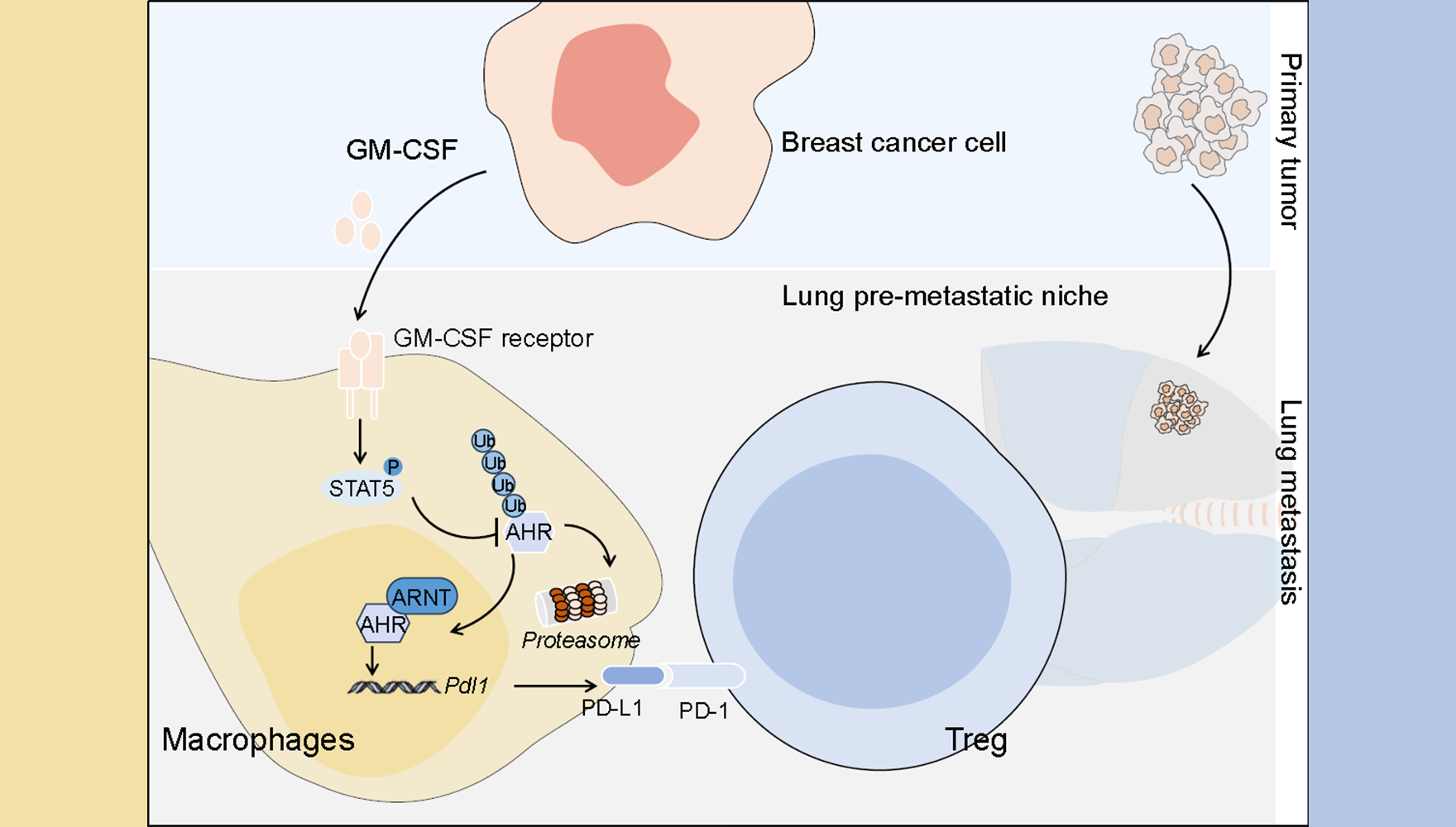 營(yíng)養(yǎng)與健康所組織干細(xì)胞與免疫研究組揭示乳腺癌轉(zhuǎn)移前微環(huán)境調(diào)控的新機(jī)制