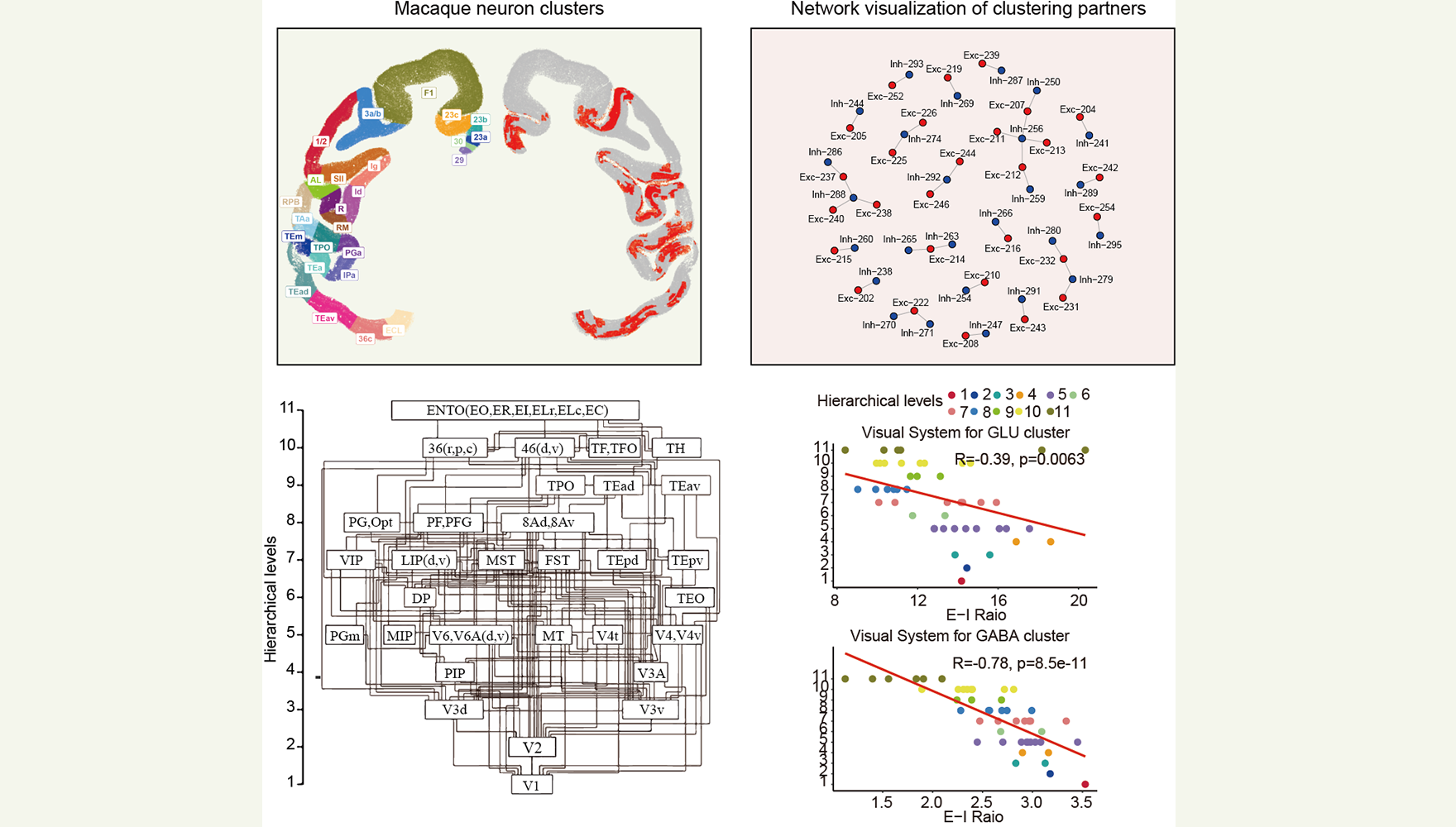 營(yíng)養(yǎng)與健康所王光中研究組揭示單細(xì)胞水平上靈長(zhǎng)類大腦皮層的微觀組織原理