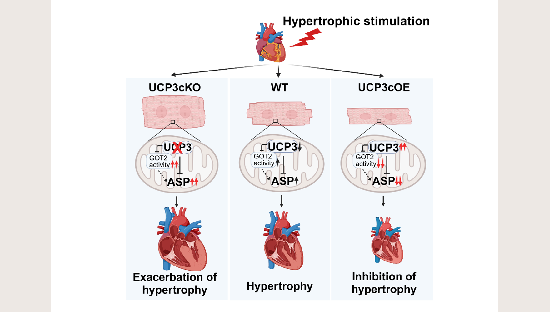 營(yíng)養(yǎng)與健康所楊黃恬研究組合作揭示線粒體解偶聯(lián)蛋白3通過(guò)調(diào)控天冬氨酸代謝抑制病理性心肌肥厚