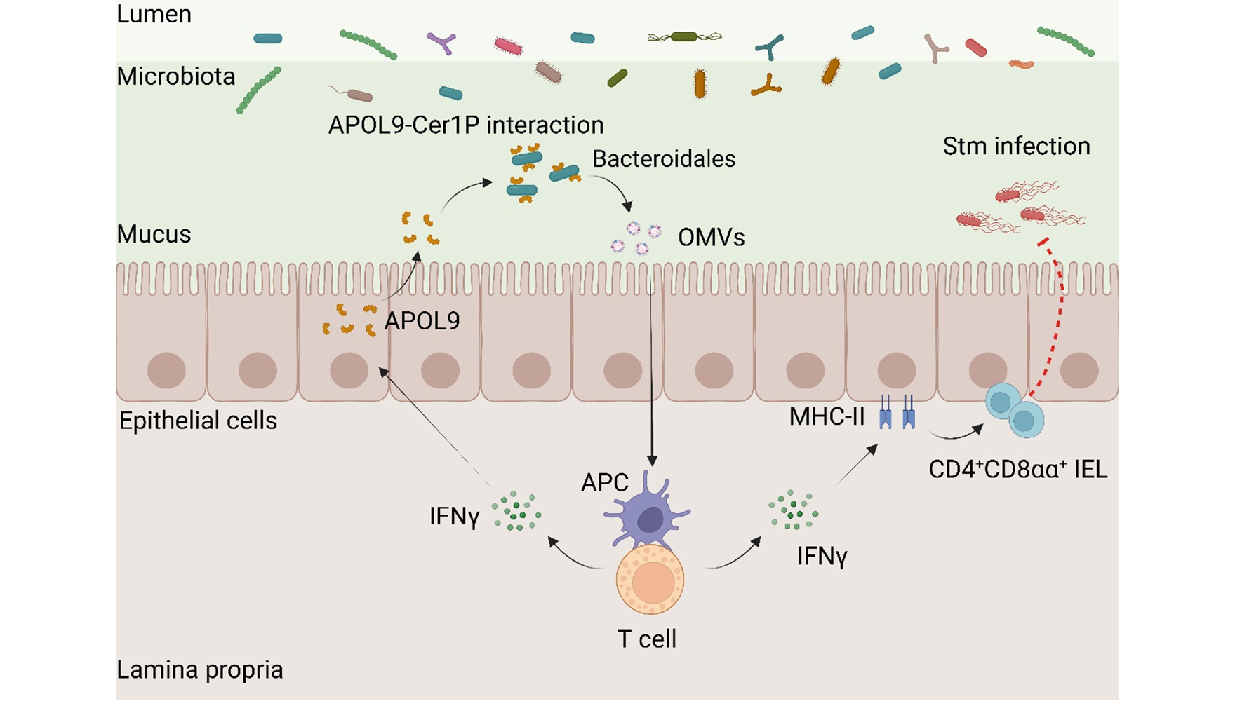 Nature|營(yíng)養(yǎng)與健康所錢友存研究組合作揭示新型載脂蛋白-共生菌鞘脂互作調(diào)控腸道黏膜穩(wěn)態(tài)新機(jī)制