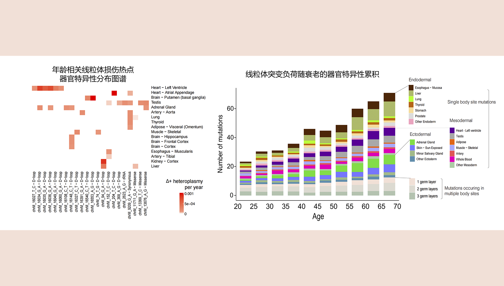 營養(yǎng)與健康所李昕研究組揭示人體器官衰老的“線粒體時鐘”