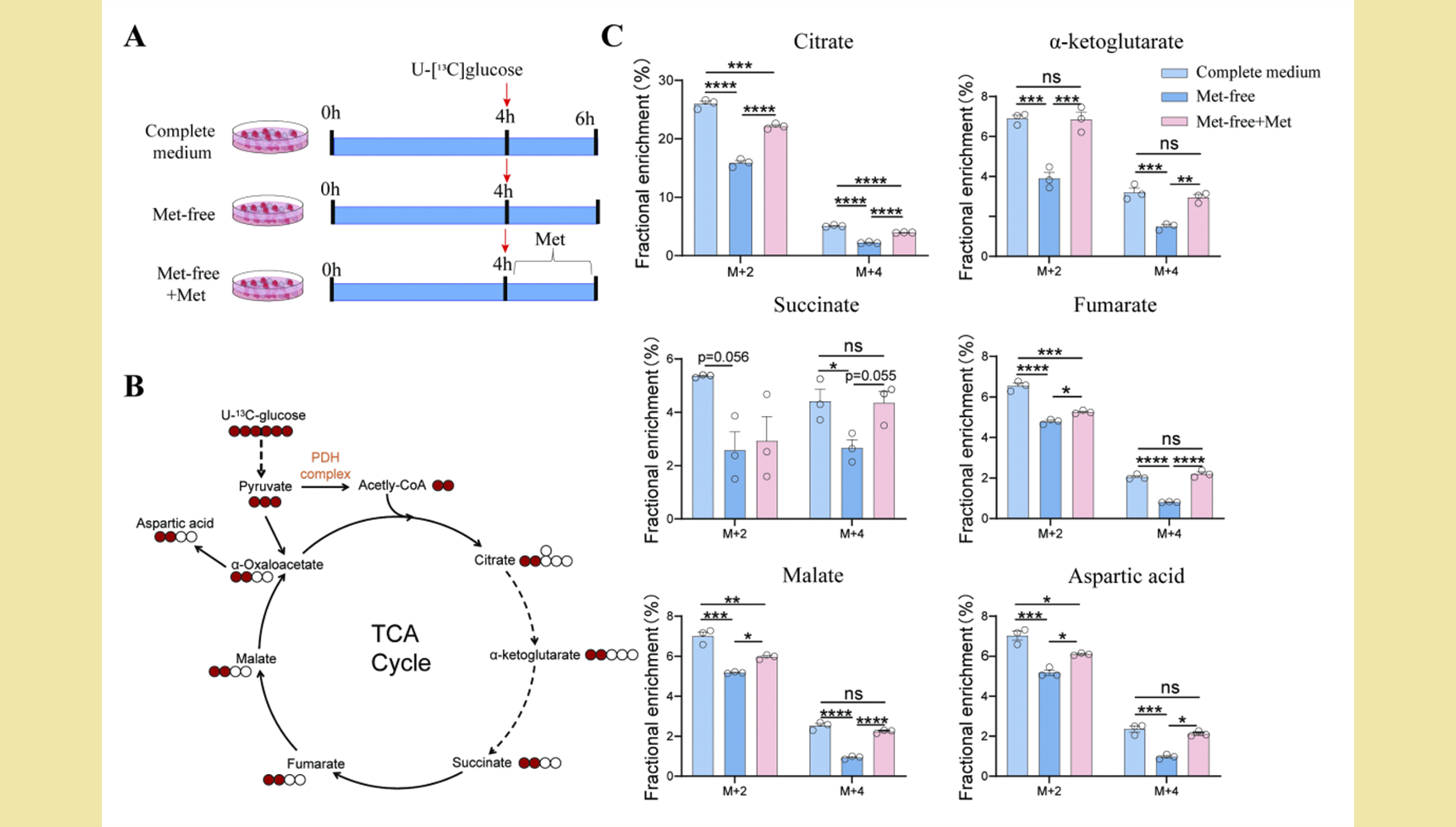 營養(yǎng)與健康所合作揭示甲硫氨酸缺失對三羧酸循環(huán)的調(diào)控和巨噬細(xì)胞極化的影響