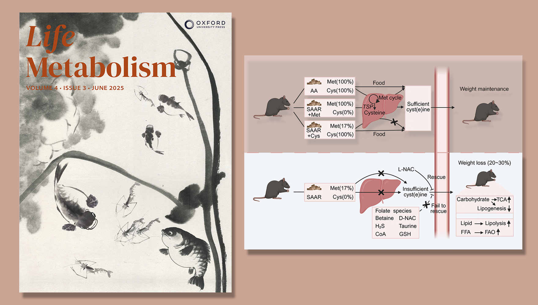 楊立峰研究組合作揭示含硫氨基酸限制飲食可促進(jìn)減脂減重改善健康