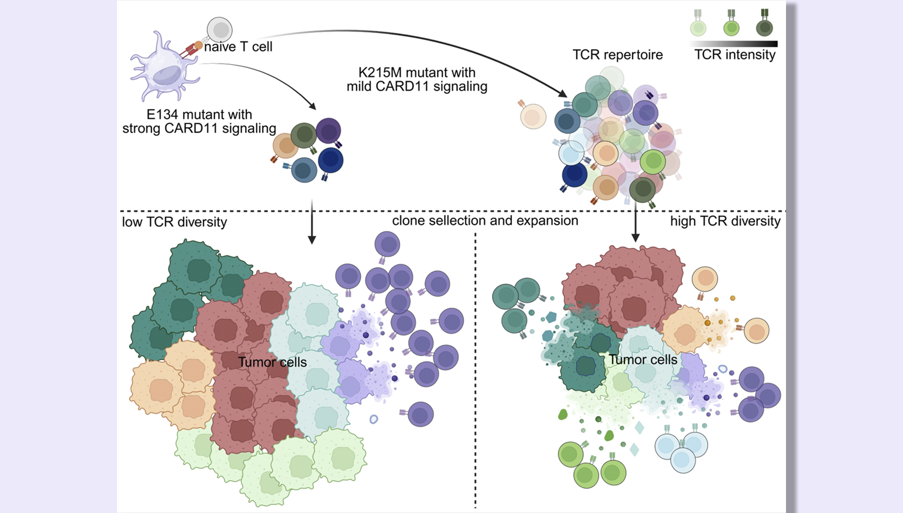 呂偉研究組合作揭示T細(xì)胞受體（TCR）信號通路強度與腫瘤中T細(xì)胞耗竭性分化關(guān)系