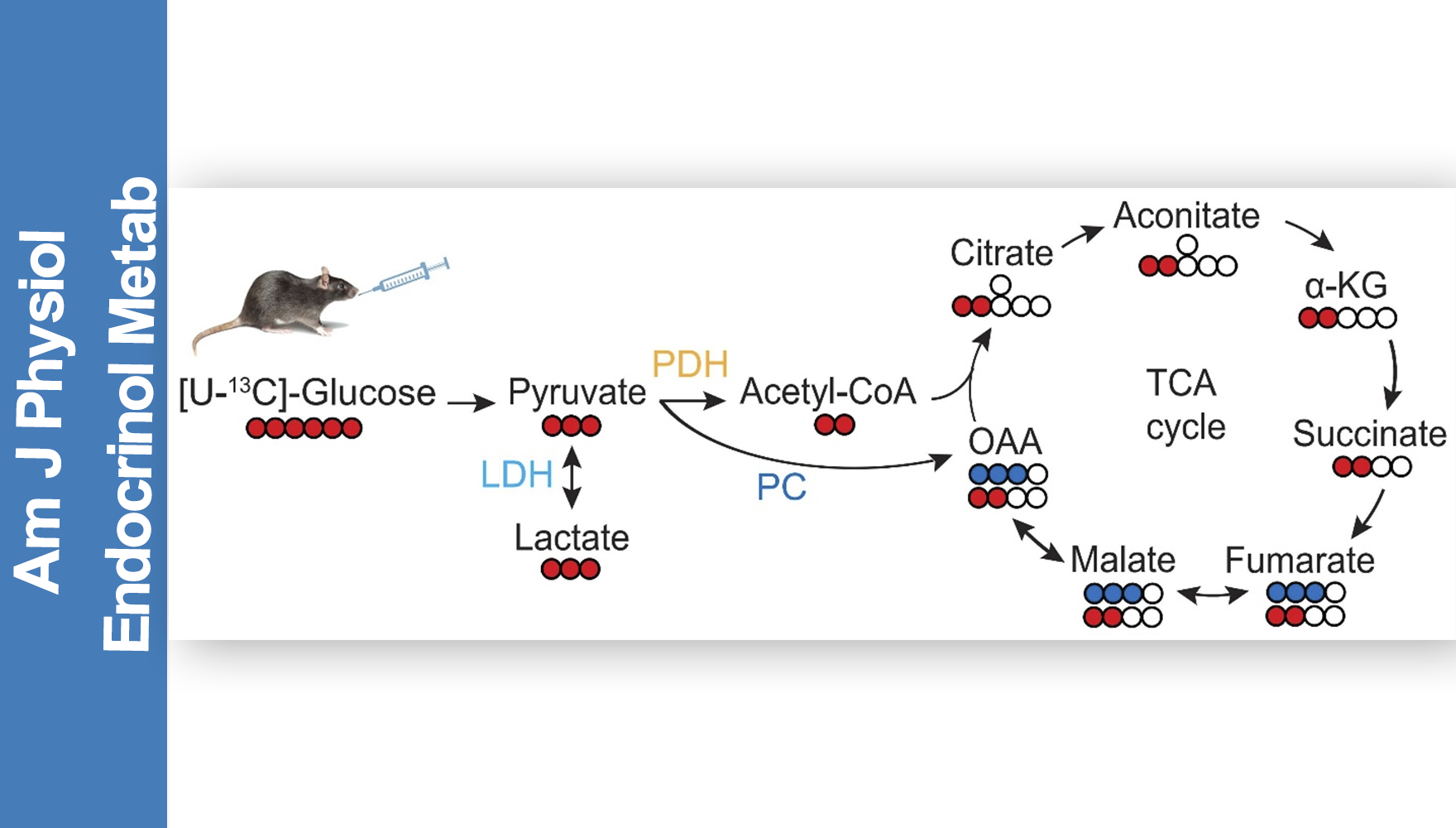 營養(yǎng)與健康所陳雁研究組發(fā)現(xiàn)腸道葡萄糖代謝的性別差異及其與血糖穩(wěn)態(tài)的關(guān)系