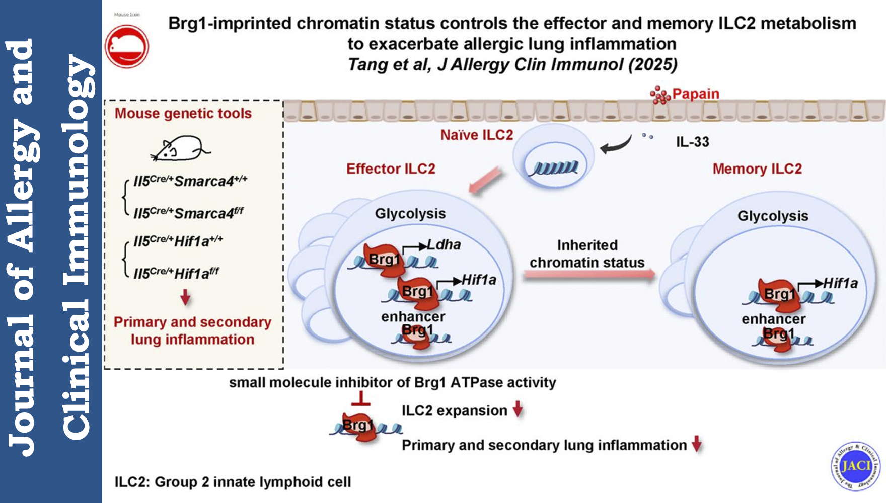 營養(yǎng)與健康所邱菊與秦駿研究組合作揭示染色質重塑因子Brg1加劇過敏性肺部炎癥的分子機制